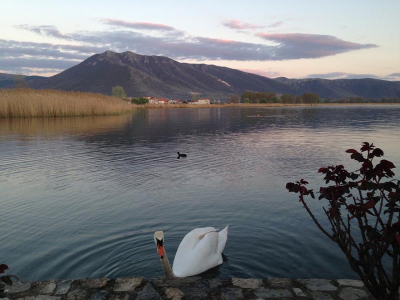 Kastoria, Kastoria<br>Swan in the lake of Kastoria - by adampao 