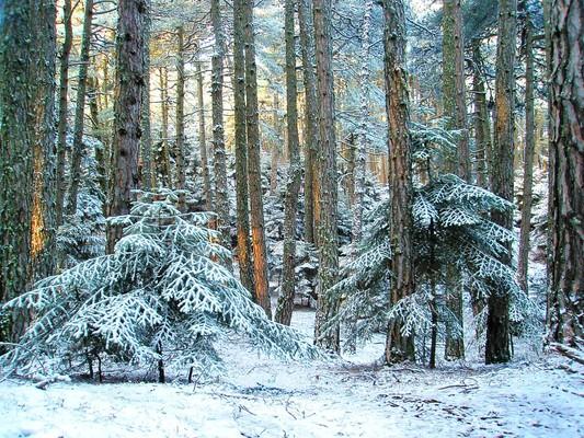 Οι πρώτες ακτίνες του ηλίου αποκαλύπτουν το όμορφο αποτέλεσμα της ελαφριάς βραδινής χιονόπτωσης, στο έτσι κι αλλιώς ειδυλλιακό δάσος του χωριού Βελίνα, στην Κορινθία. - by spidrman 