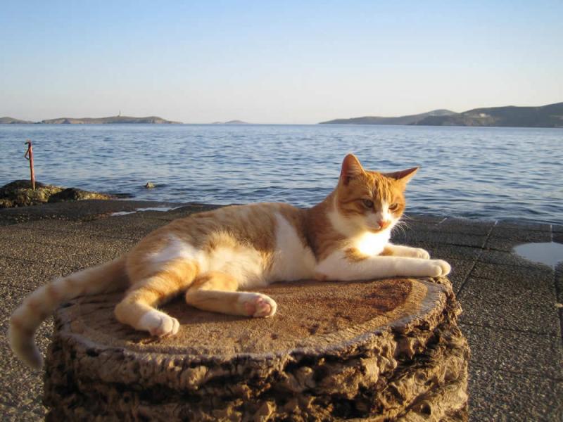 Cats roaming around or lying in the sun - waiting to get some fresh fish from people fishing on the shore.... - by  