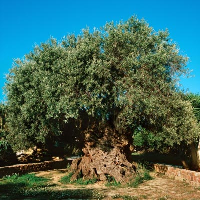 photo by www.olivemuseumvouves.com