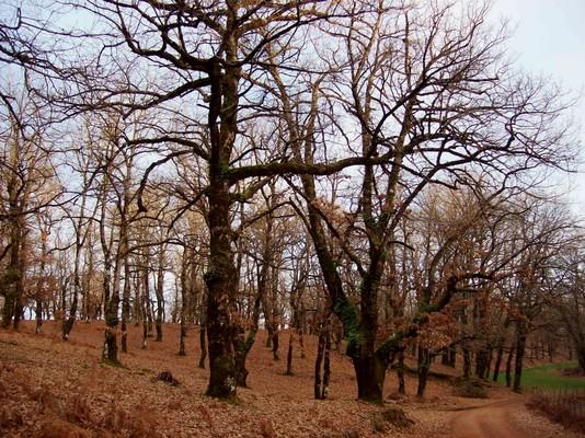 Ακόμα και το χειμώνα, το δρυοδάσος της Φολόης, το νοτιότερο δάσος πλατύφυλλης βελανιδιάς (δρυός) στην Ελλάδα, παραμένει μαγευτικό! - by spidrman 