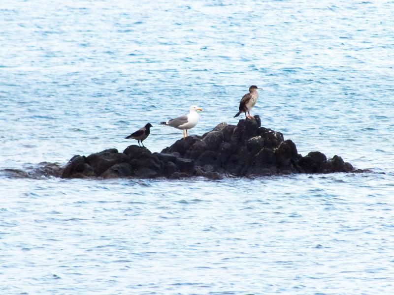 Lemnos Island Bird watching  Photo by Ioannis Galiouris