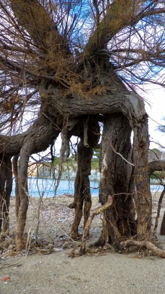Strange tree at Romeikos gialos beach in Myrina, Lemnos island.
